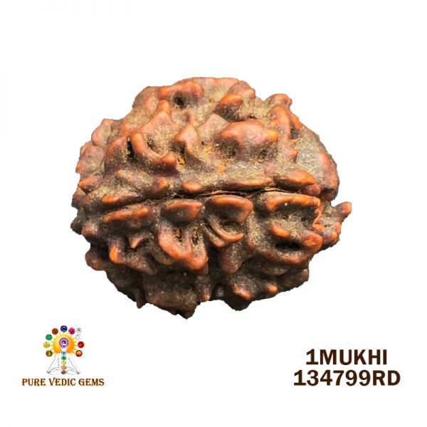 1Mukhi-1.970gm-R501