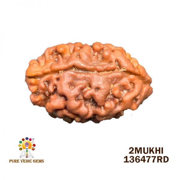 2Mukhi-1.204gm-A154-RS-50000