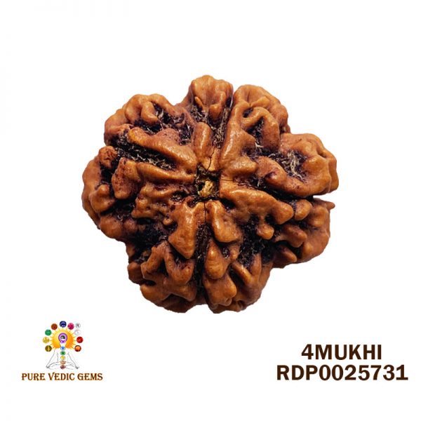 4MU RUDRAKSHA-5.600G-G976