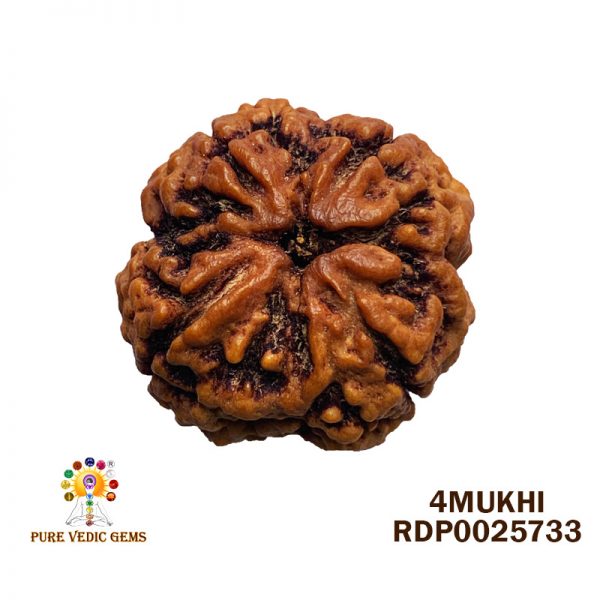 4MU RUDRAKSHA-6.042G-Q159
