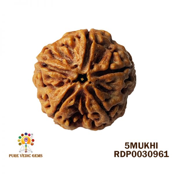 5Mukhi-5.922gm-D843