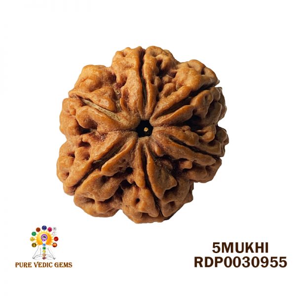 5Mukhi-6.222gm-E006