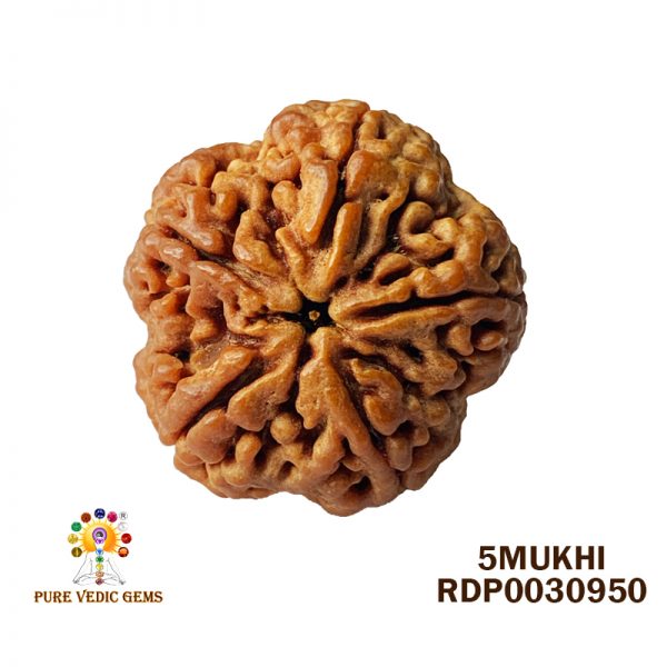 5Mukhi-6.272gm-U593