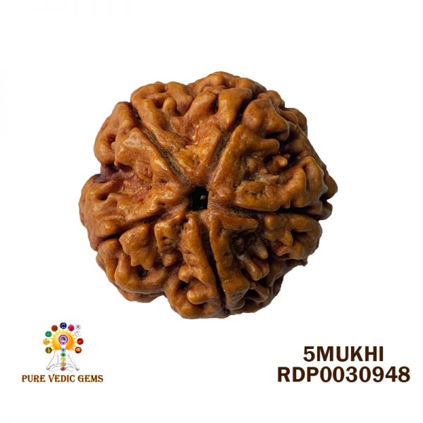 5Mukhi-6.386gm-Y082