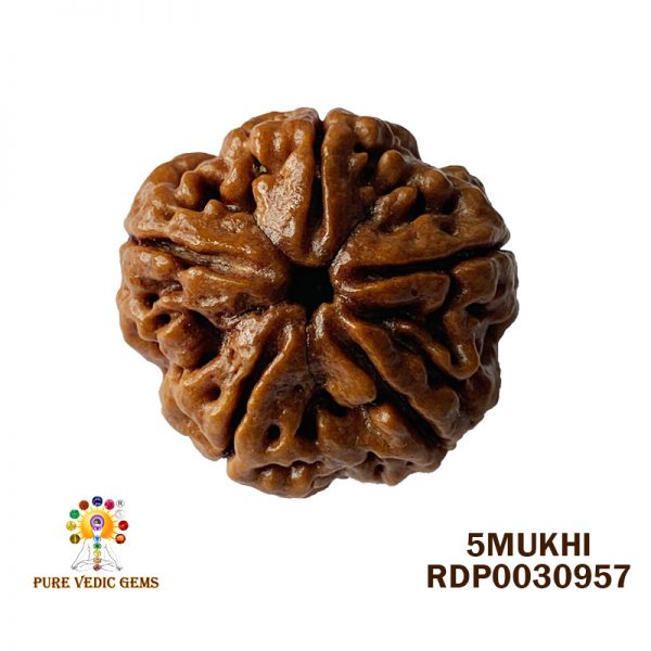 5Mukhi-6.430gm-Q103