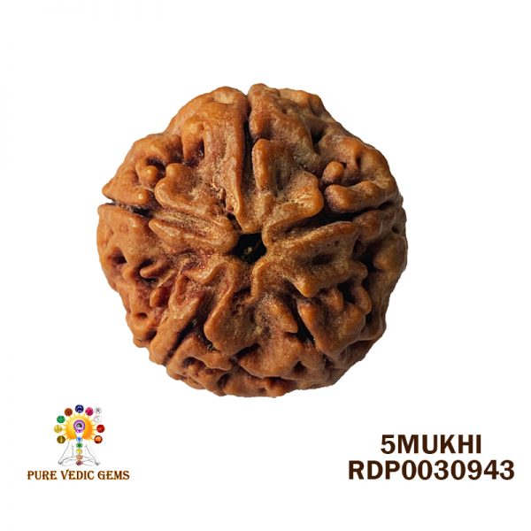 5Mukhi-6.578gm-A293