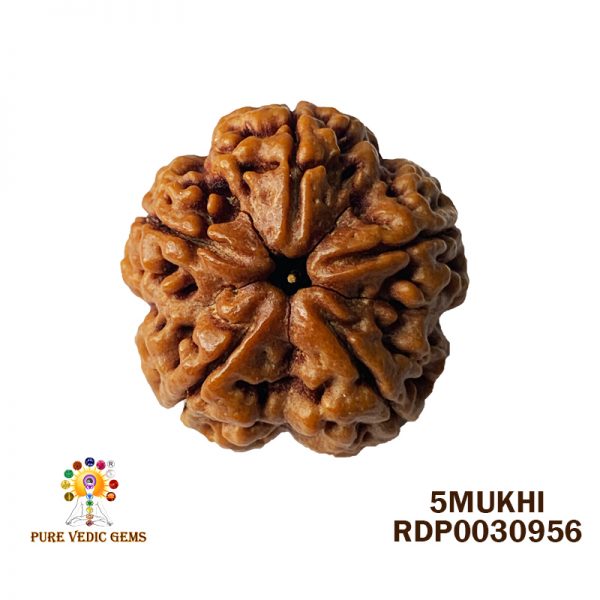 5Mukhi-6.666gm-U217