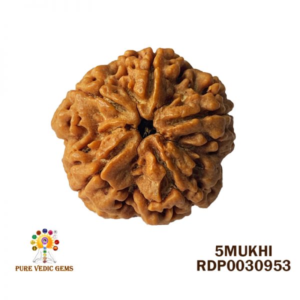 5Mukhi-8.486gm-U635