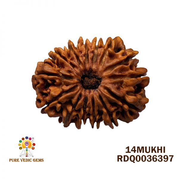 14MUKHI-2.494GM-V311