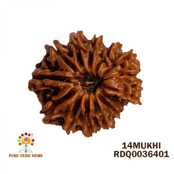 14MUKHI-2.722GM-O390