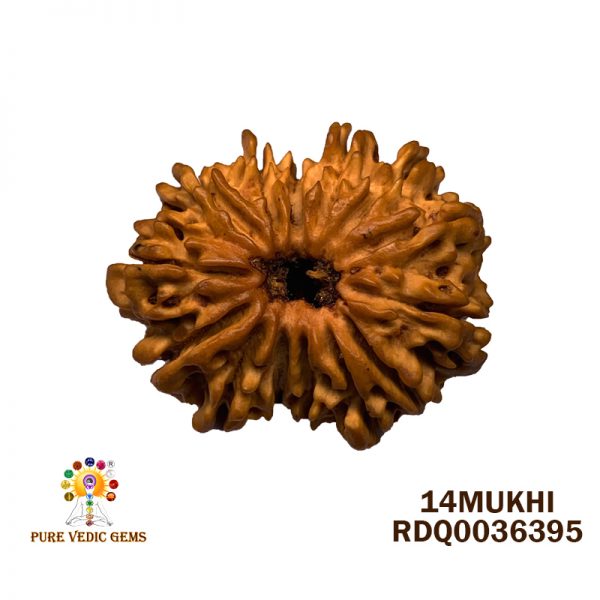 14MUKHI-3.902GM-Y135