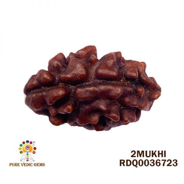 2Mukhi-0.842gm-G508