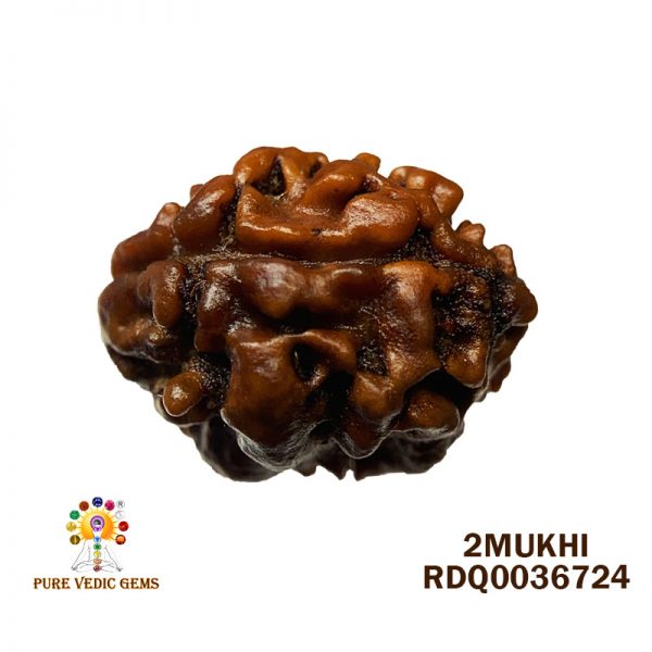2Mukhi-0.862gm-Y911
