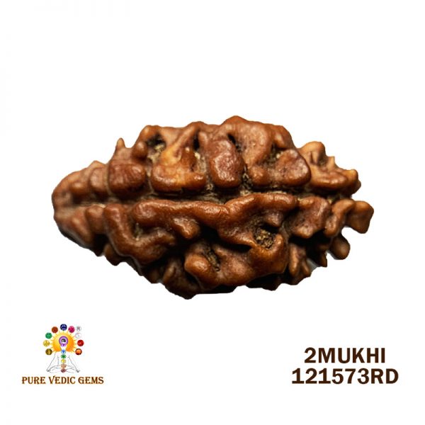 2Mukhi-1.192gm-G798
