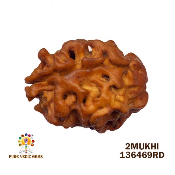 2Mukhi-1.316gm-X911