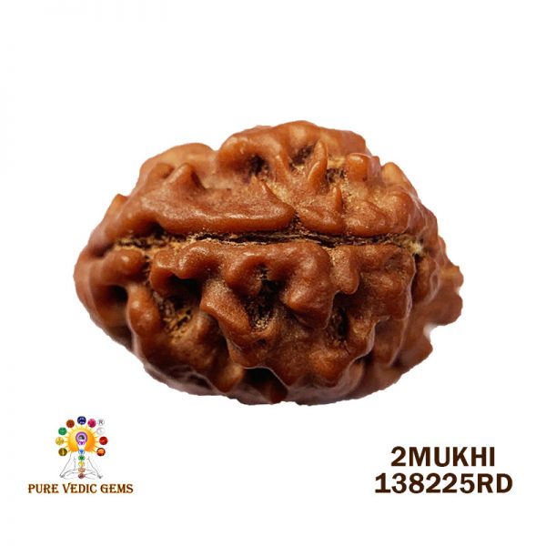 2Mukhi-1.509gm-F287