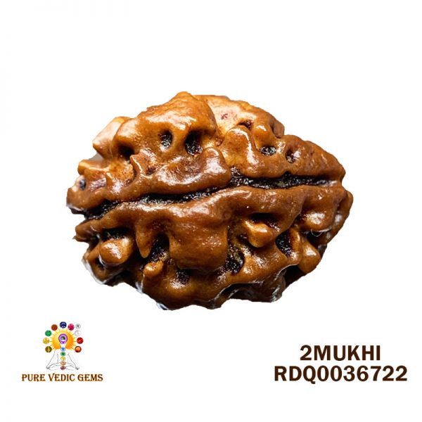 2Mukhi-1.514gm-Q028