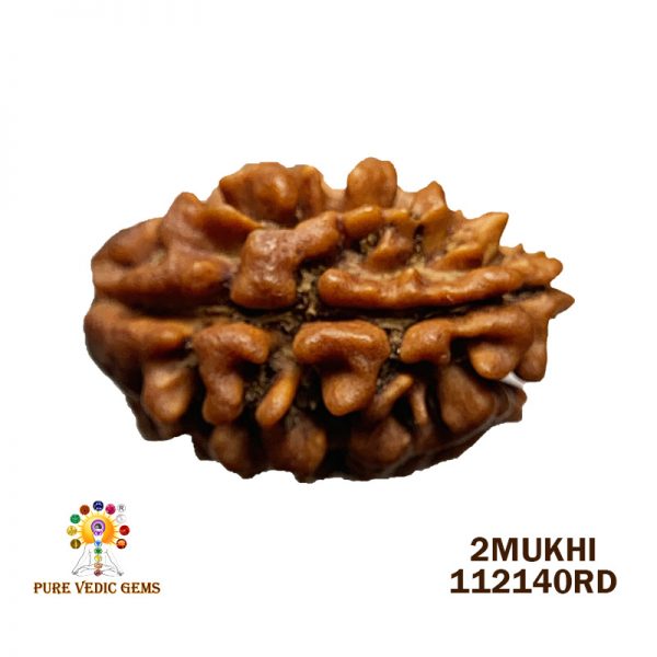 2Mukhi-2.034gm-U401