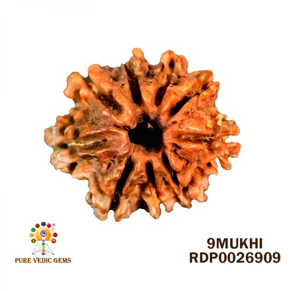 9Mukhi-1.524gm-P565
