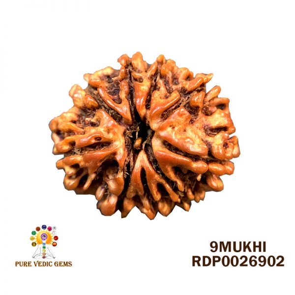 9Mukhi-1.690gm-X957