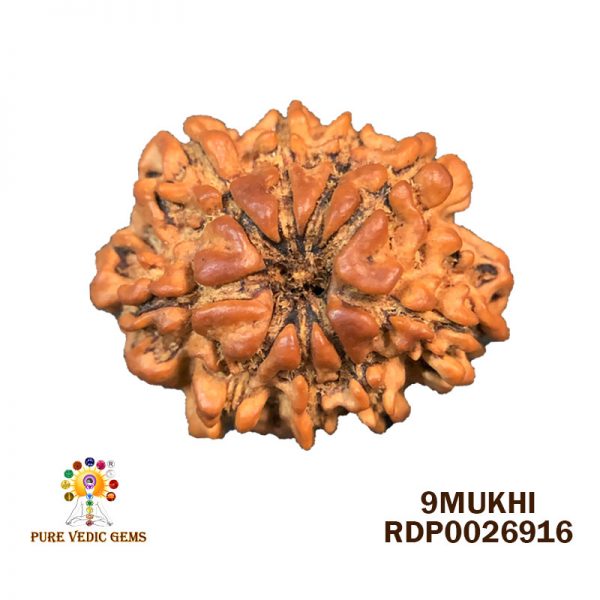 9Mukhi-2.488g-Y699