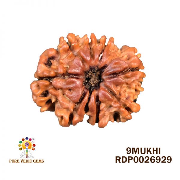 9Mukhi-2.572g-Y197