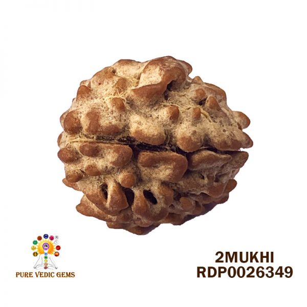 2Mukhi-2.460gm-B804-Rs-1800