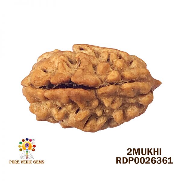 2Mukhi-3.090gm-R322-Rs-1800