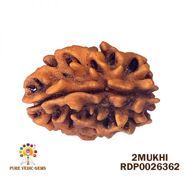 2Mukhi-3.092gm-N419-Rs-1800-3