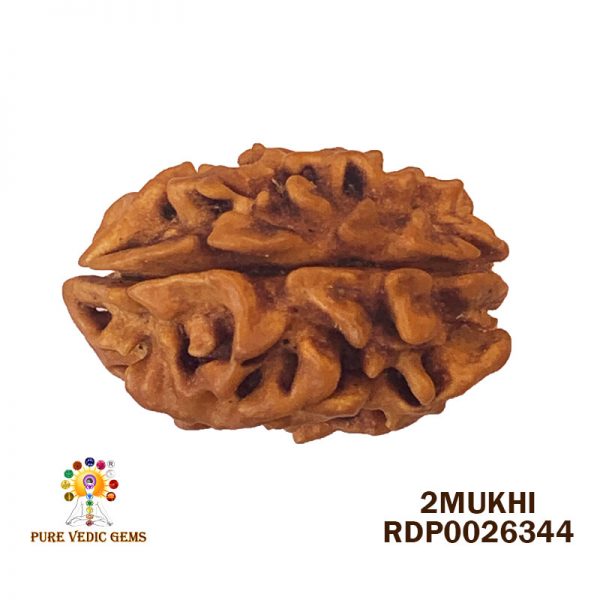 2Mukhi-3.220gm-R107-Rs-1800