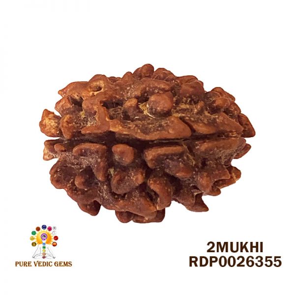2Mukhi-3.432gm-J941-Rs-1800