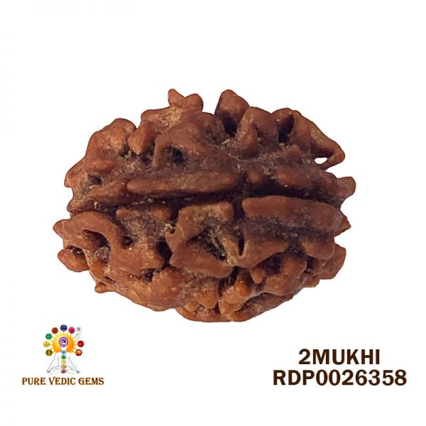 2Mukhi-3.470gm-X339-Rs-1800-3