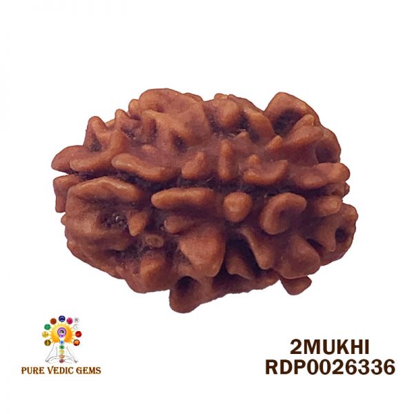 2Mukhi-3.516gm-F125-Rs-1800