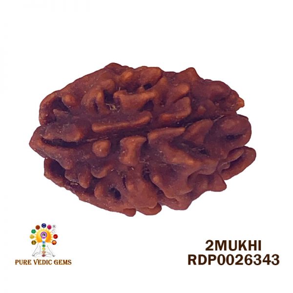 2Mukhi-3.606gm-Y451-Rs-1800