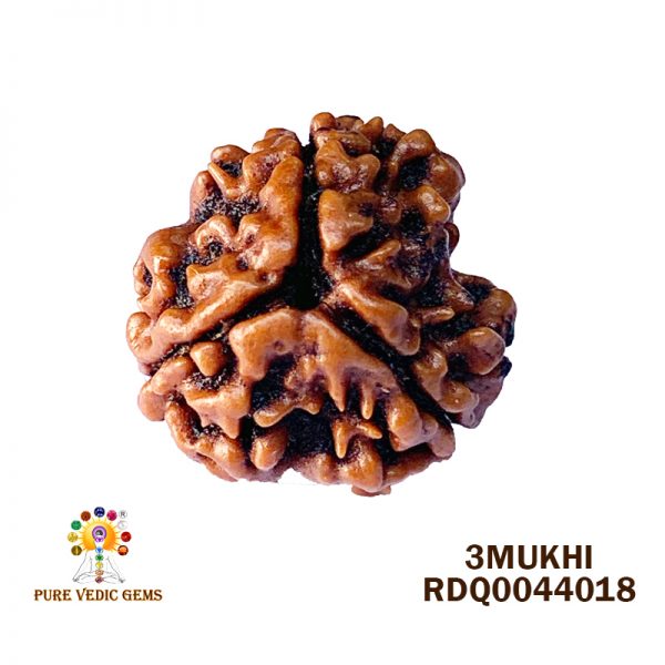 3Mukhi-1.972gm-D088