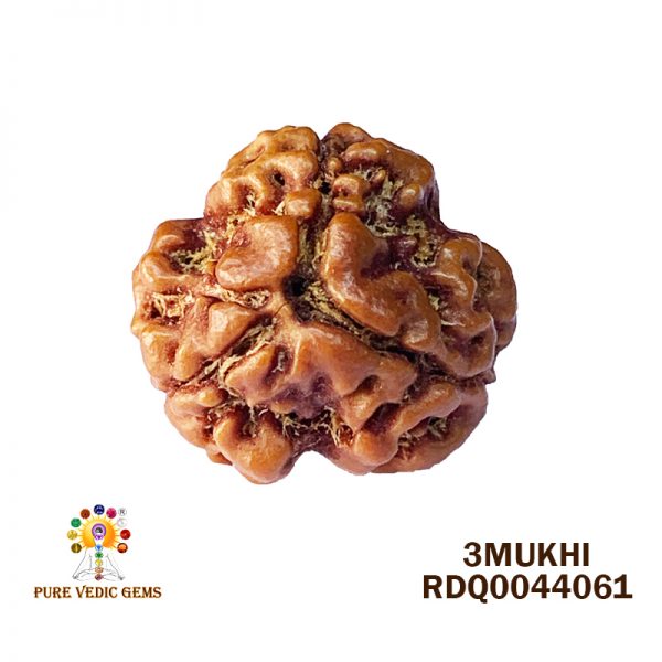 3Mukhi-2.580gm-V991