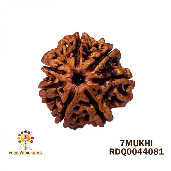 7Mukhi-3.690gm-A079