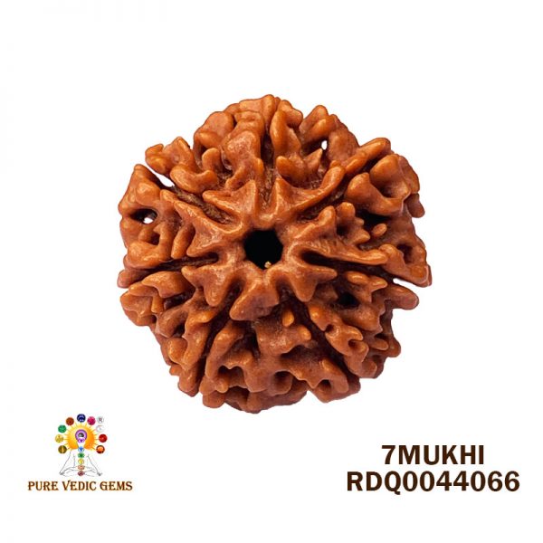 7Mukhi-3.910gm-R982