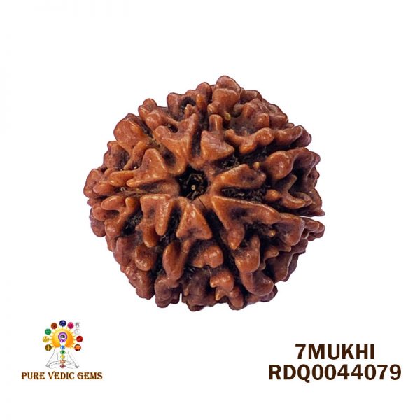 7Mukhi-3.950gm-B248