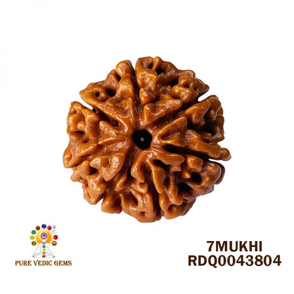 7Mukhi-4.200gm-G034