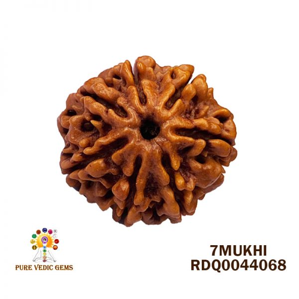 7Mukhi-4.278Ggm-g489