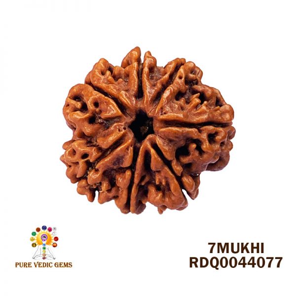 7Mukhi-4.294gm-Y466