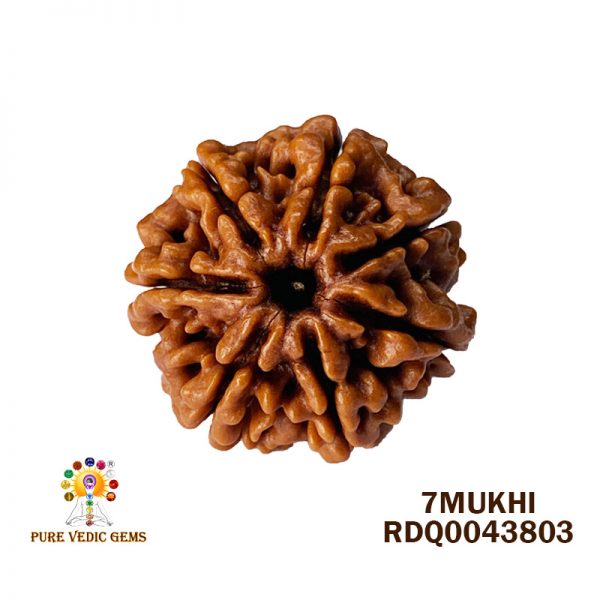 7Mukhi-4.348gm-Y396