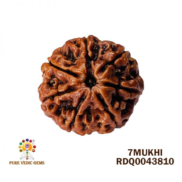 7Mukhi-4.360gm-D196