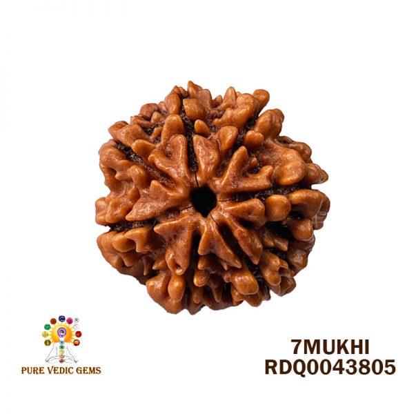 7Mukhi-4.540gm-L322