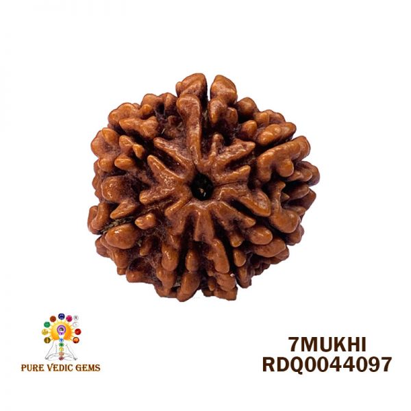 7Mukhi-4.550gm-D609