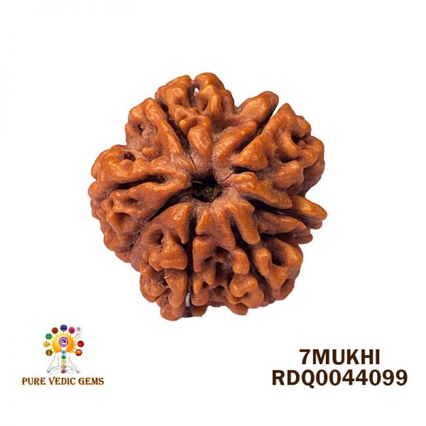 7Mukhi-5.044gm-i563